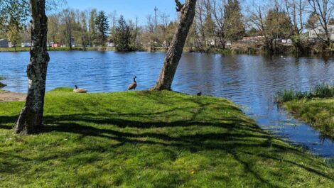 View of pond and ducks at Uncle John's RV Park and Self-Storage facility.
