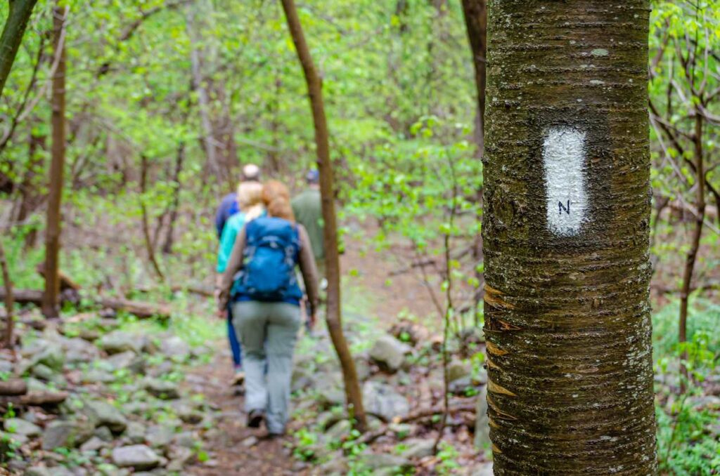 A group of hikers walks along a forest trail marked by a white line with an “N” painted on a tree.